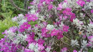 Texas RangerSilver Queen flower [upl. by Anele772]