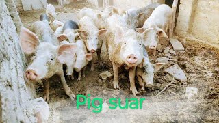 Pig Eating Sugarcane Pig suar Pig Food Making Malayalam Pork Recipe Manipuri Style Pig suar [upl. by Sivi702]