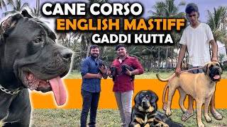 Mastiff Dogs for Sale  Cane Corso  English Mastiff  Gaddi Kutta  Puppies Available [upl. by Aiek]