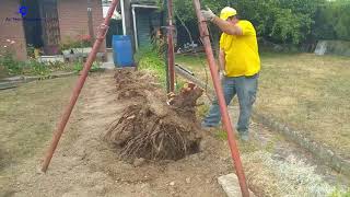 Amazing Stump pulling machine There Are Many Ways To Remove Stump In Your Garden [upl. by Dix98]