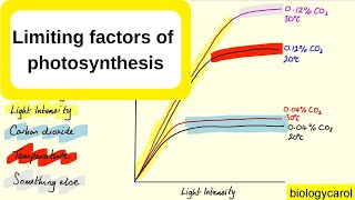 Limiting factors in photosynthesis [upl. by Berkeley]