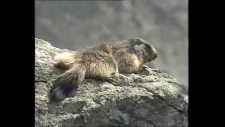 La Marmotte  Documentaire Animalier [upl. by Vern]