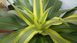 Dracaena Fragrans  Cornstalk Dracaena [upl. by Halden]