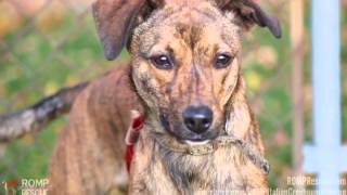 Grace  Young Brindle Whippet Mix  Available for Adoption  ROMP Italian Greyhound Rescue [upl. by Akcimahs]