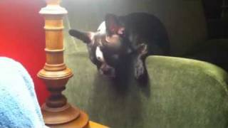 French Bulldog Boston Terrier mix crying [upl. by Geri]