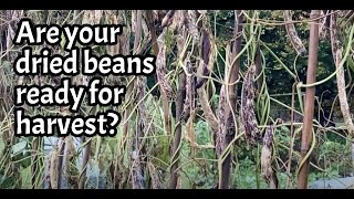 Are your dried beans ready for harvest  borlotti beans UK growing [upl. by Schwitzer939]