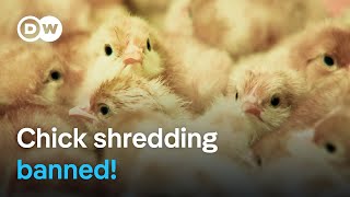 What are the consequences of Germanys ban on chick killing  DW Documentary [upl. by Furie844]