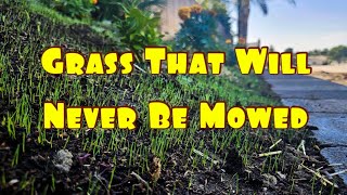 How To Plant Grass Seed On A Hill [upl. by Alusru353]