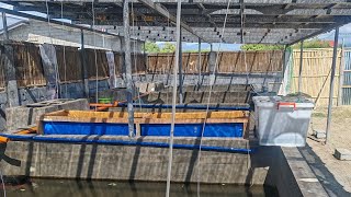 BASIC SETUP SA ARC CRAYFISH FARMING FOR NEWBIE BREEDER [upl. by Eibmab]