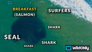 Incredible Drone Footage Sharks and Seal Hunt next to Surfers and Swimmers in Australia Wildonly [upl. by Abbotsen]