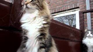 noorse boskat \norwegian forest cats [upl. by Nyraa]