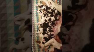 Treeing Walker Coonhound puppies 5 days old [upl. by Conners489]