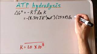 Thermodynamics ATP hydrolysis problem [upl. by Oicapot]