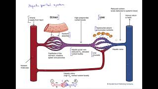 The hepatic portal system [upl. by Elleirda]