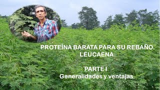 Leucaena Proteína barata y de calidad para su rebaño Parte I Generalidades [upl. by Nednerb]