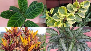 11 plantas maravilhosas de folhagens coloridas [upl. by Onitnelav]