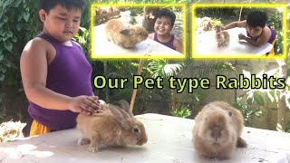 Our Pet Type Rabbits Mix Lionhead amp Teddy Lionhead [upl. by Gunning]