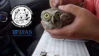 All About Floridas Burrowing Owls [upl. by Kyte]