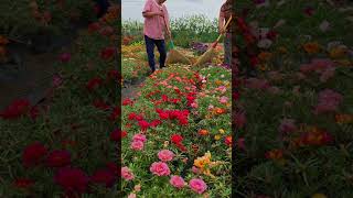 Pollination portulaca flower farm bonsaigarden nature gardening gardenflower portulacaflower [upl. by Aydiv63]