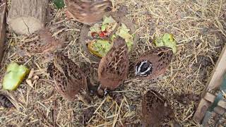 Hanging with Bobwhite Quail 🌿🐤 [upl. by Nail280]