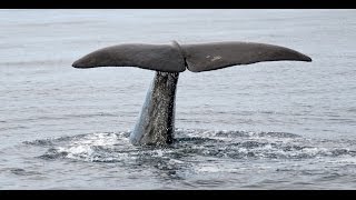 Whale Watching  Walbeobachtung  Andenes NorwayNorwegen [upl. by Lemrahc298]