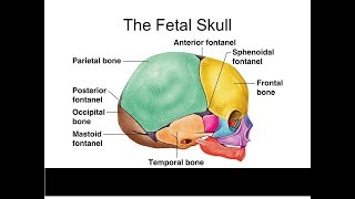 Foetal Skull Parts Sutures Fontanelle Region And diameters [upl. by Nnyletak]