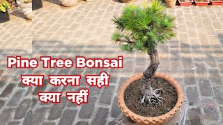 Pine Tree Bonsai  क्या करना सही क्या नहीं [upl. by Yreneh]