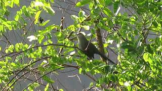 Greenbilled Malkoha Honbenghe China 2020 [upl. by Margi]