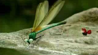 Minuscule dragonflys bully other insects [upl. by Anneyehc327]