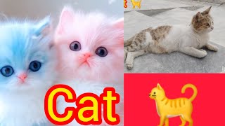 Cat 🐈 🥰🐈🐈🐈🐈‍⬛ Emanadilz7c 🥰🥰 Adil bahtti 😎 ♥️ [upl. by Suilienroc]