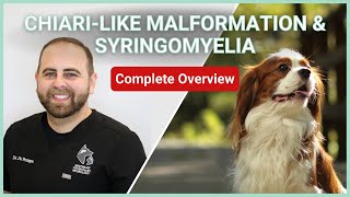 Chiarilike Malformation amp Syringomyelia In Dogs  Symptoms Diagnosis Treatment amp Prognosis [upl. by Win]