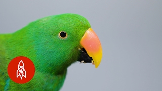 This Beautiful Parrot May Be the Worlds Smartest Bird [upl. by Avonasac]