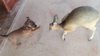 Okutala Klipspringer amp Dogs Play [upl. by Nisse]