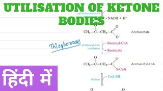 Utilization of Ketone Body in Hindi [upl. by Cassandry]