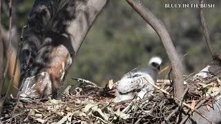 wedgetailed eagle cam Western Sydney [upl. by Schulein]