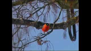 Domherre  Pyrrhula pyrrhula  Eurasian bullfinch  ljudsound [upl. by Eintirb]