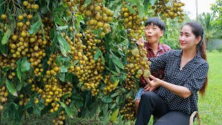 Harvest sweet fruitful longan in my country  How to eat longan as my favorite  Longan dessert [upl. by Amein]