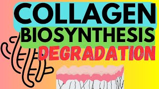 Collagen  Biosynthesis and Degradation [upl. by Horodko]