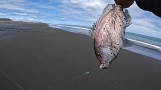 Snapper Surfcasting  West Auckland [upl. by Farrel]