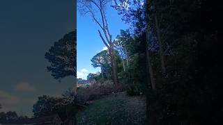 Tulip Poplar Removal arborist treeworker ropeclimbing petzl treeservice huntsvillealabama diy [upl. by Smalley]