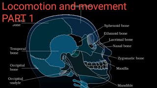 Locomotion and movement Class 11NCERTRead EnglishFor NEET [upl. by Laband636]