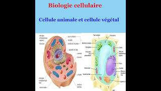 Biologie cellulaire  Différence entre cellule animal et cellule végétal [upl. by Yelsew566]