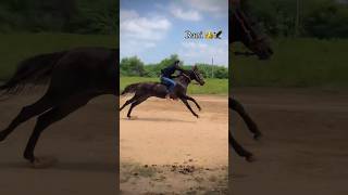 fast dod rani horse mudetha [upl. by Mulry]