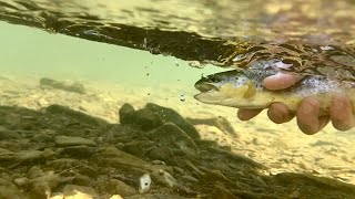 Tracking Winter Trout  Fly Rod Fishing [upl. by Salim342]