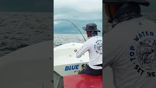 Sailfish on jig sailfish gtpopping gianttrevally labuan [upl. by Lodmilla]