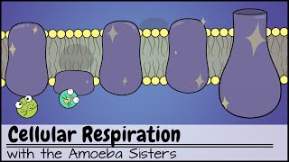 Cellular Respiration UPDATED [upl. by Drof980]