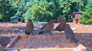 Highlights Today breeding nesting pheasants blackbirds  Recke Germany  24 April 2020 [upl. by Enelrahs999]