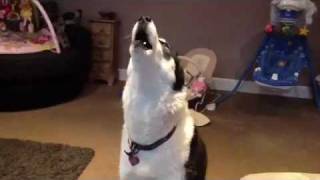 Siberian Husky Hilarious singing dogs huskies howling dog sings to harmonica [upl. by Mulcahy351]