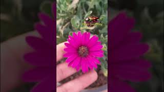 Osteospermum Purple Flower Short Video 1 Min [upl. by Naujet]