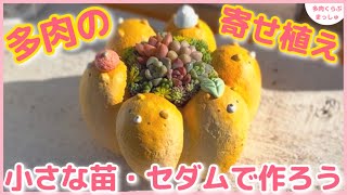 【多肉植物】少ない苗でも作れる❣️ちまちま寄せ植え✨ぷちぽちさんの可愛いちぎりパン鉢に💕 [upl. by Burner506]